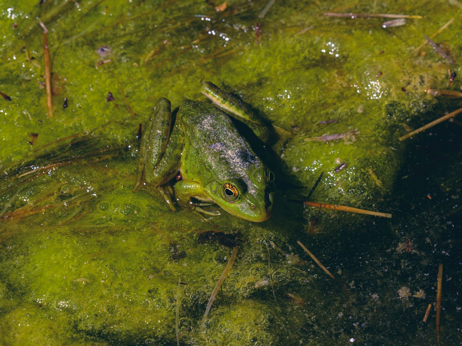 Decoding Transmissions from the Mothership